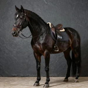 Thor | 8-Year-Old Friesian Draft Cross
